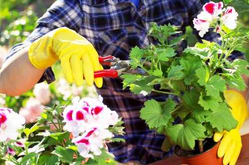 Neatly shaped garden hedge maintenance in Coombe