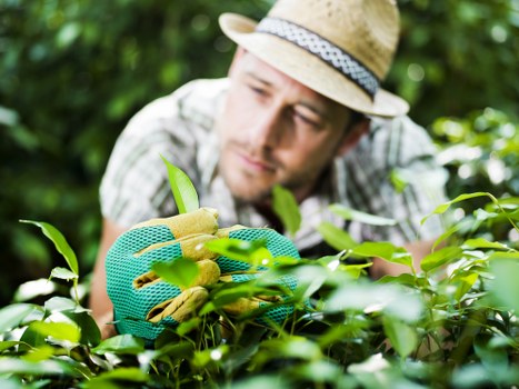 Local gardener providing lawn care and hedge trimming in Coombe
