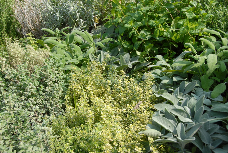 landscape design garden