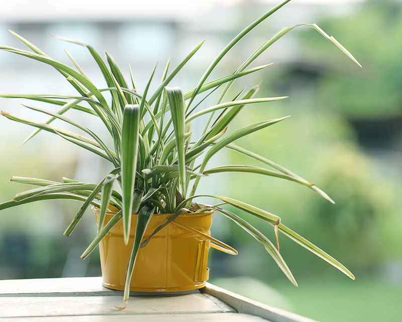 Garden outdoor space